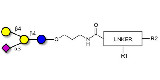GM2 Ganglioside oligosaccharide analogue with customizable dual functionalization 