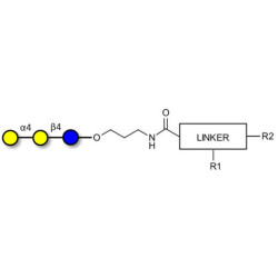 Globotriose (Gb3) with customizable dual functionalization 