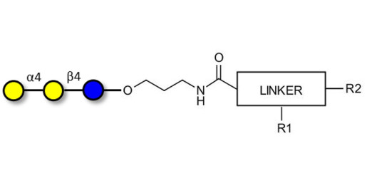 Globotriose (Gb3) with customizable dual functionalization  - Pk antigen