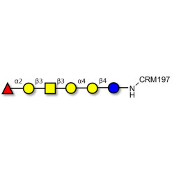 Globo-H hexaose / Stage Specific Embryonic Antigen 3b (SSEA-3b) grafted on CRM197
