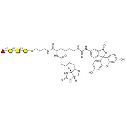 Blood group H antigen tetraose type 4 linked to biotin and fluorescein (Linker-BT-FLUO A)