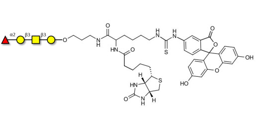 Blood group H antigen tetraose type 4 linked to biotin and fluorescein (Linker-BT-FLUO A)