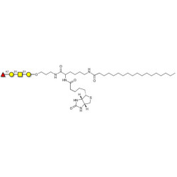 Blood group H antigen tetraose type 4 linked to biotin and stearic chain (Linker-BT-STEA A)