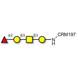 Blood group H antigen tetraose type 4 grafted on CRM197