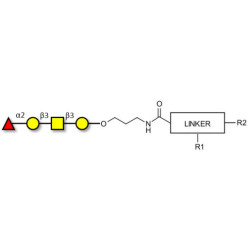 Blood group H antigen tetraose type 4 with customizable dual functionalization 