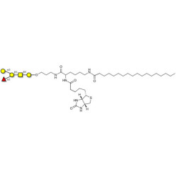 Blood group B antigen pentaose type 4 linked to biotin and stearic chain (Linker-BT-STEA A)