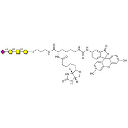 Stage-Specific Embryonic Antigen-4 tetraose (SSEA-4 tetraose) linked to biotin and fluorescein (Linker-BT-FLUO A)