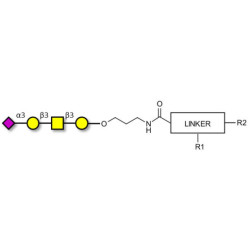 Stage-Specific Embryonic Antigen-4 tetraose (SSEA-4 tetraose) with customizable dual functionalization 