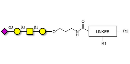 Stage-Specific Embryonic Antigen-4 tetraose (SSEA-4 tetraose) with customizable dual functionalization 