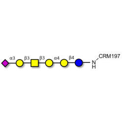 Stage-Specific Embryonic Antigen-4 hexaose (SSEA-4 hexaose) grafted on CRM197