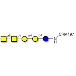 Forssman antigen pentaose grafted on CRM197