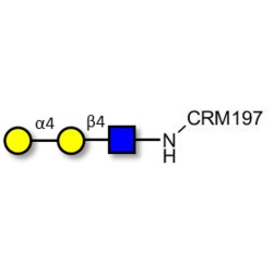P1 antigen grafted on CRM197