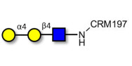 P1 antigen grafted on CRM197