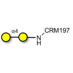 α1-4 galactobiose grafted on CRM197