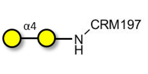 α1-4 galactobiose grafted on CRM197