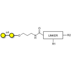 α1-4 galactobiose with customizable dual functionalization 