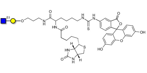 GlcNAcβ1-3Gal linked to biotin and fluorescein (Linker-BT-FLUO A)