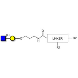 GlcNAcβ1-3Gal with customizable dual functionalization 