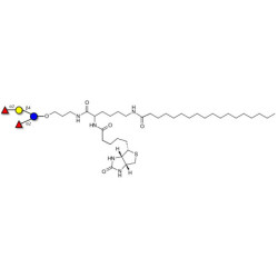 2',2-Difucosyllactose linked to biotin and stearic chain (Linker-BT-STEA A)