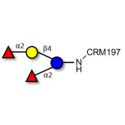 2',2-Difucosyllactose grafted on CRM197