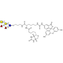 Fucosyl A antigen pentaose type 6 linked to biotin and fluorescein (Linker-BT-FLUO A)