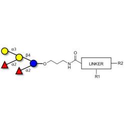 Fucosyl B antigen pentaose type 6 with customizable dual functionalization 