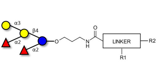 Fucosyl B antigen pentaose type 6 with customizable dual functionalization 