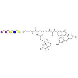 Disialylated pentaose type 1 linked to biotin and fluorescein (Linker-BT-FLUO A)