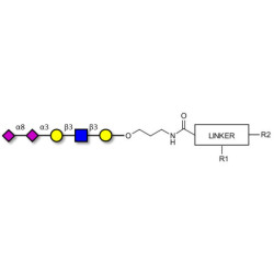 Disialylated pentaose type 1 with customizable dual functionalization 