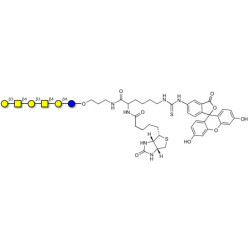 GalGalNAc-asialo GM1 Ganglioside oligosaccharide linked to biotin and fluorescein (Linker-BT-FLUO A)