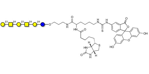 GalGalNAc-asialo GM1 Ganglioside oligosaccharide linked to biotin and fluorescein (Linker-BT-FLUO A) - GalGalNac-aGM1