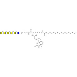GalGalNAc-asialo GM1 Ganglioside oligosaccharide linked to biotin and stearic chain (Linker-BT-STEA A)