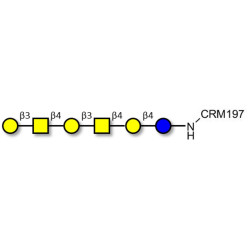 GalGalNAc-asialo GM1 Ganglioside oligosaccharide grafted on CRM197