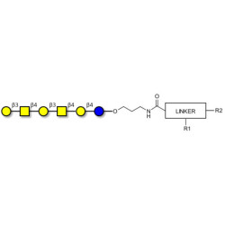 GalGalNAc-asialo GM1 Ganglioside oligosaccharide with customizable dual functionalization 