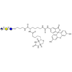 Glucuronyl-lactose linked to biotin and fluorescein (Linker-BT-FLUO A)