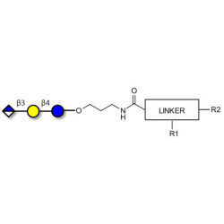 Glucuronyl-lactose with customizable dual functionalization 