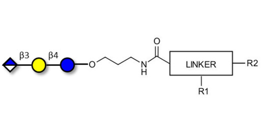 Glucuronyl-lactose with customizable dual functionalization  - HNK 1 epitope precursor