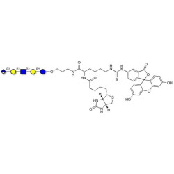 Glucuronyl-Lacto-N-tetraose linked to biotin and fluorescein (Linker-BT-FLUO A)