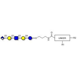 Glucuronyl-Lacto-N-tetraose with customizable dual functionalization 
