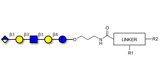 Glucuronyl-Lacto-N-tetraose with customizable dual functionalization  - Glucuronyl-LNT