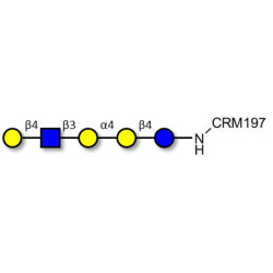 Globopentaose (Gb5) analogue type 2 grafted on CRM197