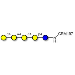 Galα1-4Galα1-4-Globotriose grafted on CRM197