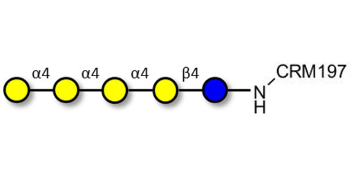 Galα1-4Galα1-4-Globotriose grafted on CRM197 - Galα1-4Galα1-4-Gb3