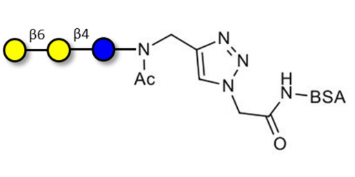 6'-Galactosyllactose (6'GL) grafted on BSA