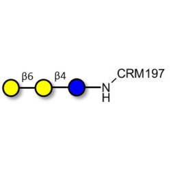 6'-Galactosyllactose (6'GL) grafted on CRM197