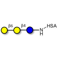6'-Galactosyllactose (6'GL) grafted on HSA