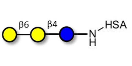 6'-Galactosyllactose (6'GL) grafted on HSA