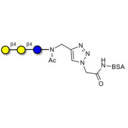 4'-Galactosyllactose (4'GL) grafted on BSA