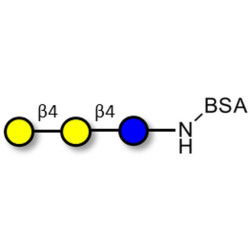 4'-Galactosyllactose (4'GL) grafted on BSA (Linker-BSA B)
