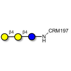 4'-Galactosyllactose (4'GL) grafted on CRM197